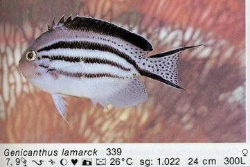 Genicanthus lamarck